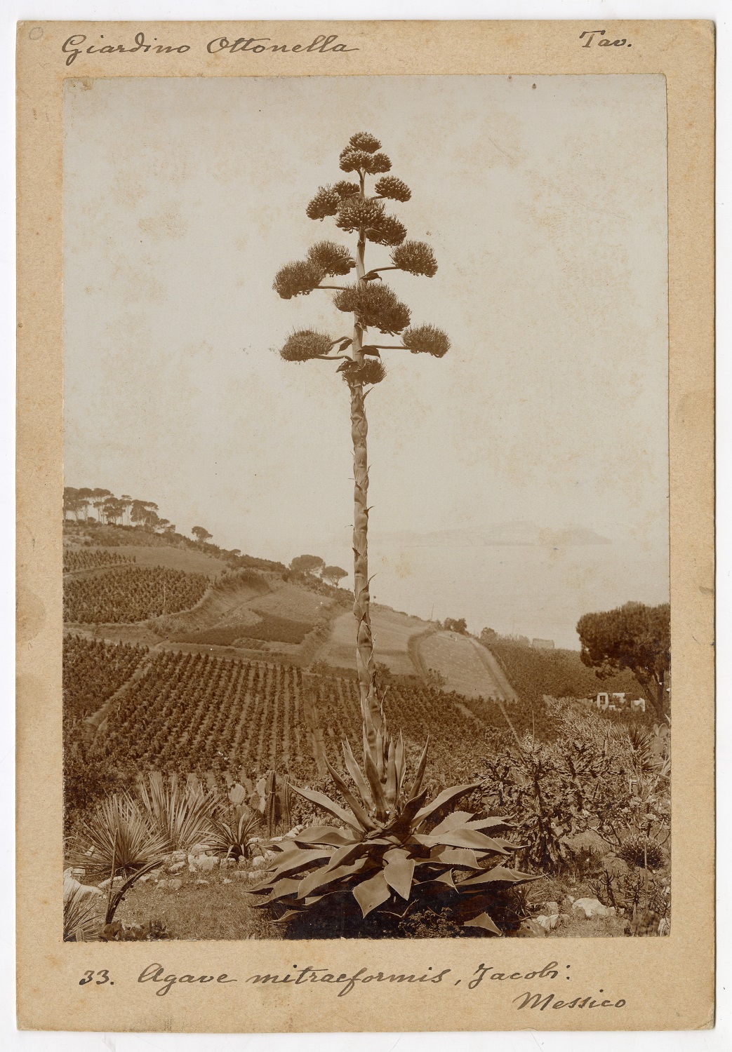 The Roster collection of the Foresiana Municipal Library of Portoferraio Image