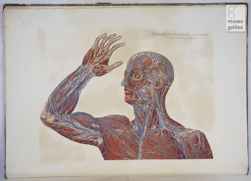 Mascagni, <i>Anatomiae Universae. Icones</i>